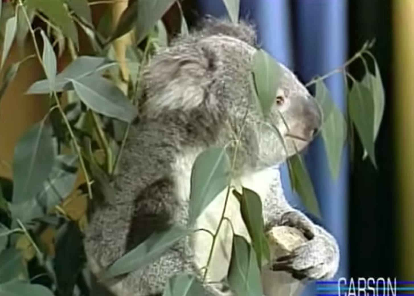 A Koala scales a tree on Carson’s set.